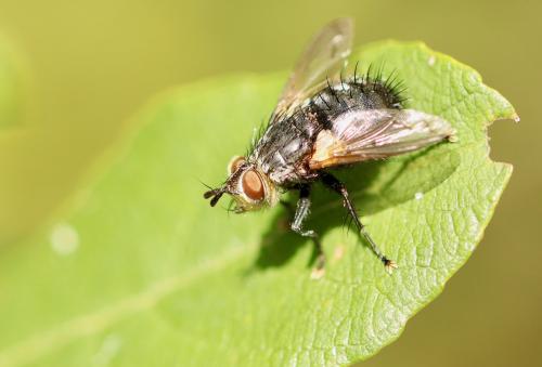 Panzeria anthophila